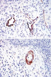 Anti-DLGAP1 Mouse Monoclonal Antibody [clone: 3G4]