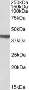 Anti-TNNT2 Antibody (A83133) (0.03µg/ml) staining of Rat Heart lysate (35µg protein in RIPA buffer). Primary incubation was 1 hour. Detected by chemiluminescence.