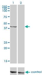 Anti-PSMC6 Mouse Monoclonal Antibody [clone: 2C4]