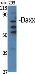 Anti-Daxx Rabbit Polyclonal Antibody