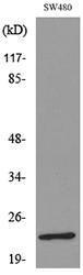 Western blot analysis of lysate from SW480 cells using Anti-FGF9 Antibody