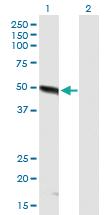 Anti-FBXO9 Mouse Polyclonal Antibody