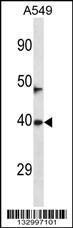 Anti-NEURL3 Rabbit Polyclonal Antibody (Biotin)