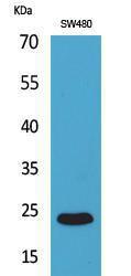 Western blot analysis of SW480 cells using Anti-FGF9 Antibody