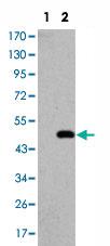 Anti-DLGAP1 Mouse Monoclonal Antibody [clone: 3G4]