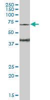 Anti-WASF3 Mouse Polyclonal Antibody