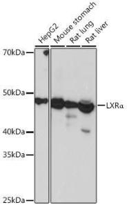 Western blot analysis of extracts of various cell lines, using Anti-LXR alpha Antibody [ARC0877] (A307802) at 1:1,000 dilution. The secondary antibody was Goat Anti-Rabbit IgG H&L Antibody (HRP) at 1:10,000 dilution.