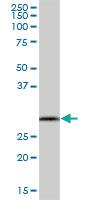 Anti-GORAB Mouse Polyclonal Antibody