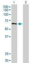 Anti-TULP2 Rabbit Polyclonal Antibody