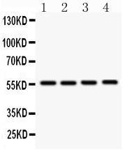 Anti-SMAD3 Rabbit Polyclonal Antibody