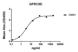 ELISA plate pre-coated by 2 µg/ml (100 µl/well) Recombinant Human GPCR GPRC5D Protein (Fc Chimera 6xHis Tag) (A318347) can bind Anti-GPCR GPRC5D Antibody [DM91] - Azide free (A318614) in a linear range of 0.256-32 µg/ml