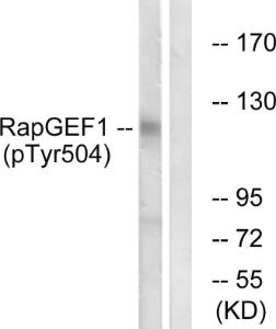 Western blot analysis of lysates from HepG2 cells treated with Na3VO4 03nM 40' using Anti-RapGEF1 (phospho Tyr504) Antibody The right hand lane represents a negative control, where the antibody is blocked by the immunising peptide