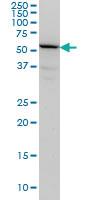 Anti-TULP2 Mouse Monoclonal Antibody [clone: 2B5]