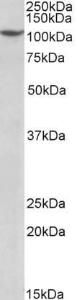 Anti-C20orf14 Goat Polyclonal Antibody