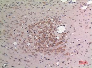 Immunohistochemical analysis of paraffin-embedded rat brain using Anti-FGF9 Antibody