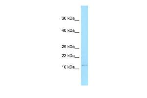 Anti-BANF1 Rabbit Polyclonal Antibody