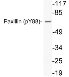 Western blot analysis of lysate from HeLa cells using Anti-Paxillin (phospho Tyr88) Antibody