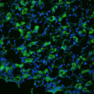 Immunohistochemistry analysis of rat kidney tissue, fixed in 4% paraformaldehyde-lysine-periodate. The Primary Antibody used was Anti-Aquaporin 1 Antibody (A304985) at 1:200 for 75  min at room temperature.