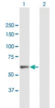 Anti-LRIT3 Mouse Polyclonal Antibody