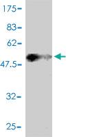 Anti-DNAJC3 Mouse Monoclonal Antibody [clone: 4D3-F2]