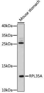 Western blot analysis of extracts of mouse stomach, using Anti-RPL35A Antibody (A92811) at 1:500 dilution. The secondary Antibody was Goat Anti-Rabbit IgG H&L Antibody (HRP) at 1:10000 dilution. Lysates/proteins were present at 25 µg per lane