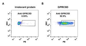 Expi 293 cell line transfected with irrelevant protein (A) and human GPRC5D (B) were surface stained with Anti-GPCR GPRC5D Antibody [DM91] - Azide free (A318614) at 1 µg/ml followed by Anti-Rabbit IgG Antibody (PE)