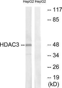 Western blot analysis of lysates from HepG2 cells using Anti-HDAC3 Antibody. The right hand lane represents a negative control, where the antibody is blocked by the immunising peptide