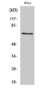 Western blot analysis of various cells using Anti-Paxillin (phospho Tyr88) Antibody