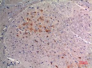 Immunohistochemical analysis of paraffin-embedded mouse brain using Anti-FGF9 Antibody