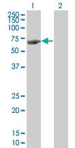 Anti-LRIT3 Mouse Monoclonal Antibody [clone: 3E7]