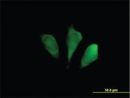 Anti-FBXO9 Mouse Polyclonal Antibody