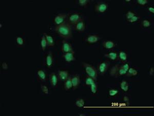 Anti-TULP2 Mouse Monoclonal Antibody [clone: 2B5]