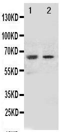 Anti-NOX1 Rabbit Polyclonal Antibody