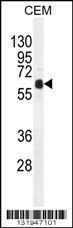 Anti-DOK3 Rabbit Polyclonal Antibody (FITC (Fluorescein Isothiocyanate))