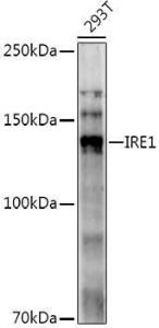 Western blot analysis of extracts of 293T cells, using Anti-IRE1 Antibody (A92812) at 1:1,000 dilution The secondary antibody was Goat Anti-Rabbit IgG H&L Antibody (HRP) at 1:10,000 dilution Lysates/proteins were present at 25 µg per lane