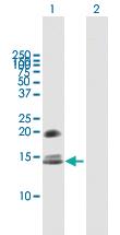 Anti-CRB3 Mouse Polyclonal Antibody