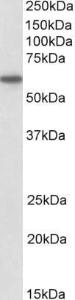 Anti-CD80 Antibody (A84729) (1 µg/ml) staining of Lymph Node lysate (35 µg protein in RIPA buffer). Primary incubation was 1 hour. Detected by chemiluminescence