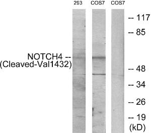 Anti-NOTCH4 Rabbit Polyclonal Antibody