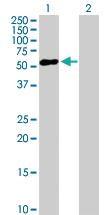 Anti-ZNF436 Mouse Polyclonal Antibody