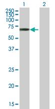 Anti-TULP3 Mouse Polyclonal Antibody