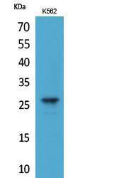 Western blot analysis of extracts from K562 cells using Anti-FGF8 Antibody