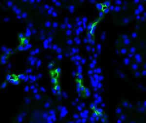 Immunohistochemistry analysis of rat kidney tissue, fixed in 4% paraformaldehyde-lysine-periodate. The Primary Antibody used was Anti-Aquaporin 2 Antibody (A304986) at 1:200 for 75  min at room temperature.