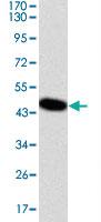 Anti-DLK1 Mouse Monoclonal Antibody [clone: 3A10]