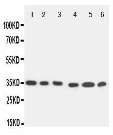 Anti-Caspase 9 Rabbit Polyclonal Antibody