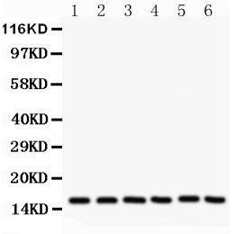 Anti-SOD1 Rabbit Polyclonal Antibody