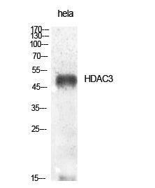 Western blot analysis of various cells using Anti-HDAC3 Antibody