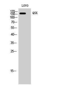 Western blot analysis of LOVO cells using Anti-QSK Antibody