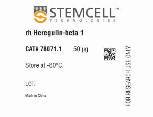 Human recombinant Heregulin-beta 1