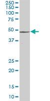 Anti-PSMD4 Mouse Polyclonal Antibody