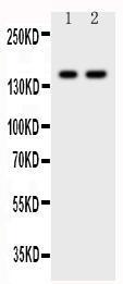 Anti-CD45 Rabbit Polyclonal Antibody